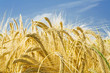 barley ears