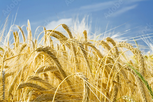 Foto: barley ears barley ears