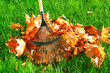 raking the autumn leaves