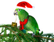 parrot santa