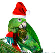 parrot santa