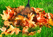raking the autumn leaves