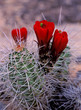 red barrel cactus 4