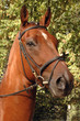 cheval