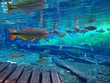 underwater 1