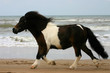 trot on the beach