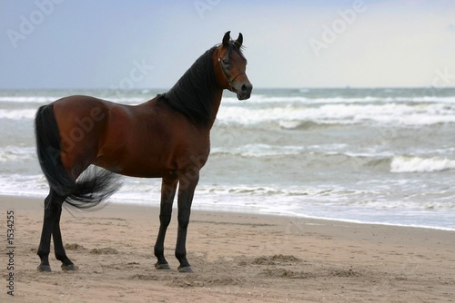 Photo: beauty on the beach beauty on the beach