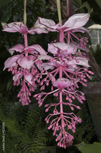Photo: different flower from garden in summer different flower from garden in summer