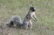fox squirrel