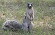 fox squirrel