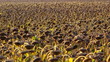 sea of ripe sunflowers