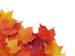 Fall leaves