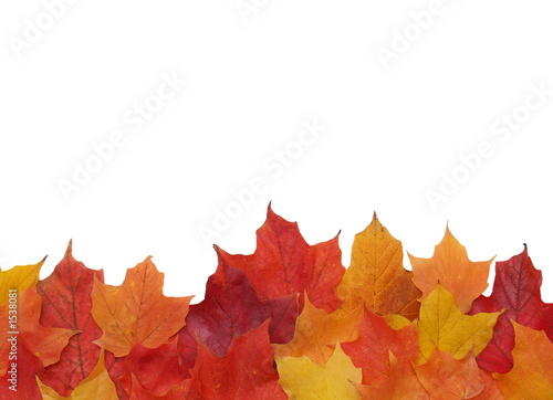 Photo: fall leaf border fall leaf border