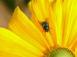 Photos : flower fly