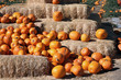 pumpkin straw bales