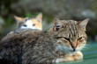 chat