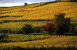 vignoble1
