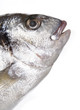 dorade