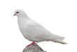 isolated white dove