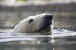 eisbär im wasser