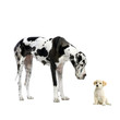 great dane