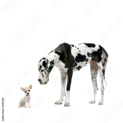 Photo: great dane great dane