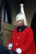 horse guard