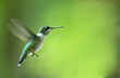 hummingbird