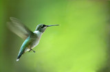 hummingbird - Fine Art prints