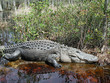 fat alligator