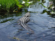 swimming