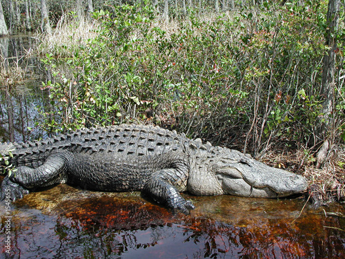 fat alligator