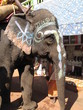 india elephant