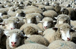 nothing but wool 2