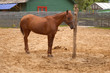 bareback