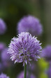 blue flowers with blurred background
