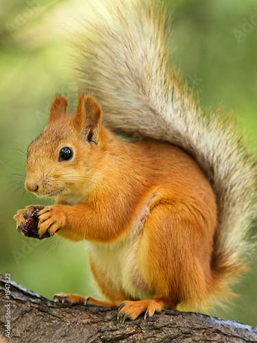 Photo: squirrel squirrel