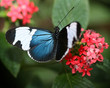 blue tropical butterfly blue tropical butterfly