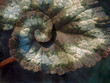 escargot begonia, single leaf
