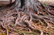 roots 1