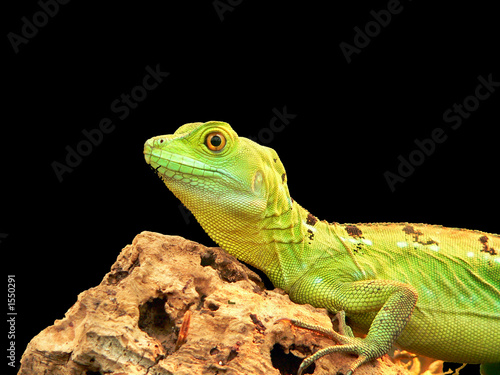 Foto: stirnlappenbasilisk stirnlappenbasilisk