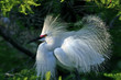 snowy egret in mating mode