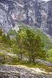 trees on mountain, norht of the polar circle