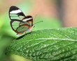 butterfly landing on leaf butterfly landing on leaf