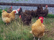 hens hens