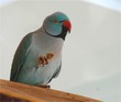 repas d'oiseau