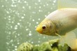 goldfish