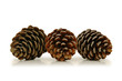 three pine cones three pine cones