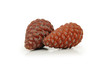 two pine cones isolated on white two pine cones isolated on white