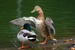 enten1